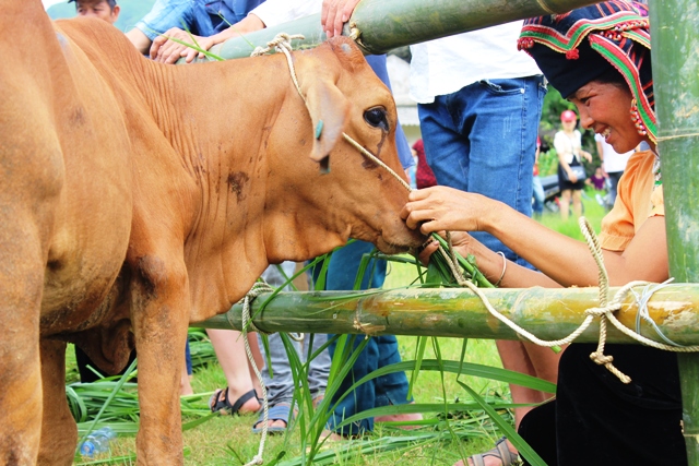 Poor families in mountainous district enjoy cow program